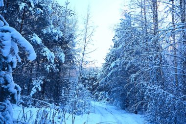 Kış orman manzarası karla kaplı, Aralık noeli doğa beyaz arka plan