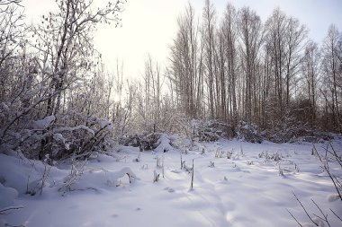 manzara kış ormanı, mevsimlik güzel manzara karlı orman aralık doğa