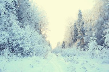 Kış orman manzarası karla kaplı, Aralık noeli doğa beyaz arka plan