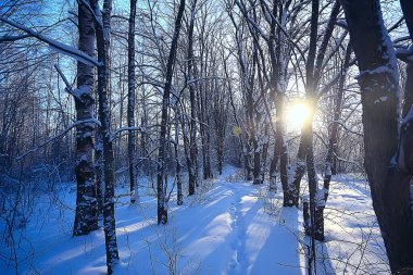 manzara kış ormanı, mevsimlik güzel manzara karlı orman aralık doğa