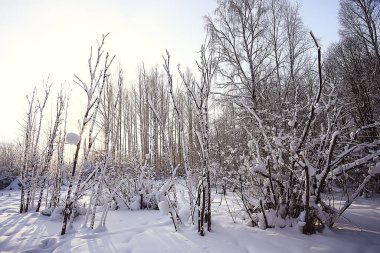 Kış orman manzarası karla kaplı, Aralık noeli doğa beyaz arka plan