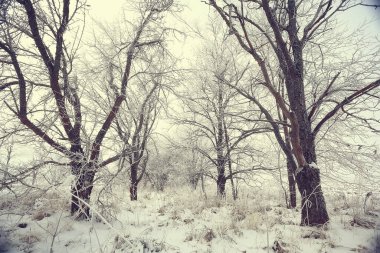 Toprak zemini ile kaplanmış dallar, soyut manzara kar, kış soğuğu.