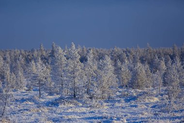 Kış orman manzarası karla kaplı, Aralık noeli doğa beyaz arka plan
