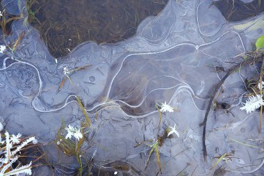 desen buz sonbaharı, soyut buz gibi soğuk arkaplan