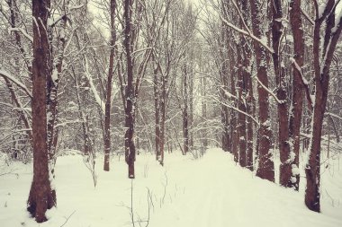 Kış orman manzarası karla kaplı, Aralık noeli doğa beyaz arka plan