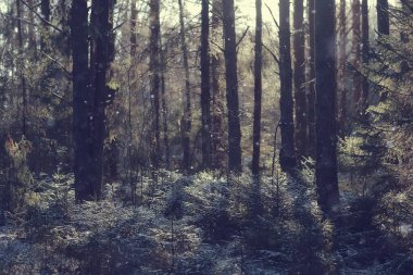 manzara kış ormanı, mevsimlik güzel manzara karlı orman aralık doğa