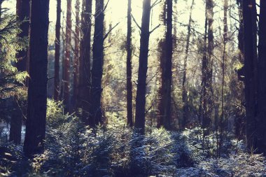 Kış orman manzarası karla kaplı, Aralık noeli doğa beyaz arka plan