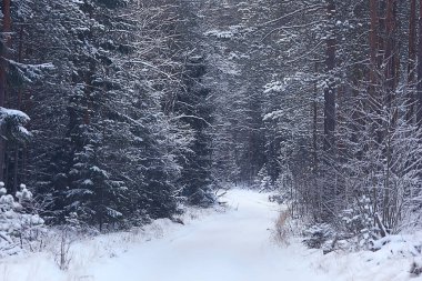 Kış orman manzarası karla kaplı, Aralık noeli doğa beyaz arka plan