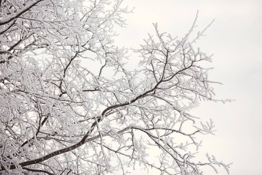 Toprak zemini ile kaplanmış dallar, soyut manzara kar, kış soğuğu.