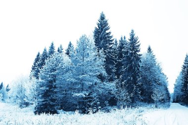 Kış orman manzarası karla kaplı, Aralık noeli doğa beyaz arka plan