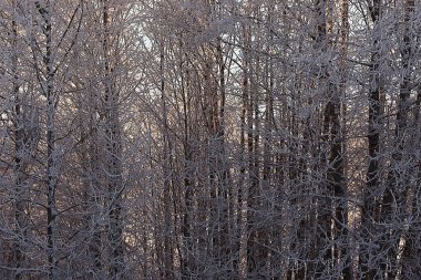 Kış orman manzarası karla kaplı, Aralık noeli doğa beyaz arka plan