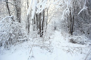 Kış orman manzarası karla kaplı, Aralık noeli doğa beyaz arka plan