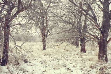 Kış orman manzarası karla kaplı, Aralık noeli doğa beyaz arka plan