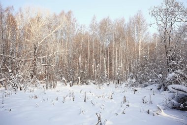 manzara kış ormanı, mevsimlik güzel manzara karlı orman aralık doğa
