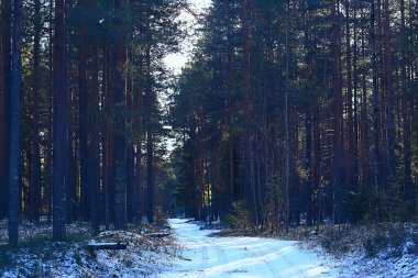 Kış orman manzarası karla kaplı, Aralık noeli doğa beyaz arka plan