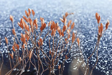 Buz gibi nehir Kasım ayı, mevsimlik doğa kışı.