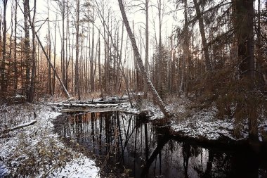 Kış orman manzarası karla kaplı, Aralık noeli doğa beyaz arka plan