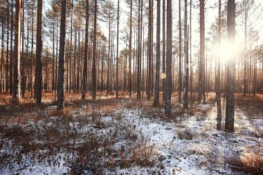 manzara kış ormanı, mevsimlik güzel manzara karlı orman aralık doğa