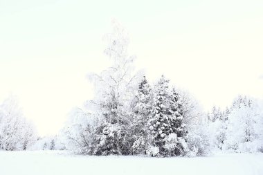 Kış orman manzarası karla kaplı, Aralık noeli doğa beyaz arka plan