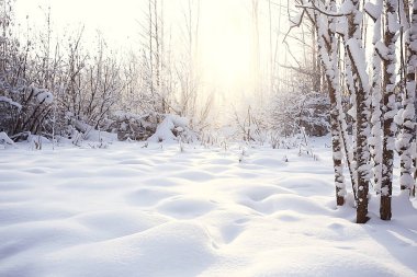 Kış orman manzarası karla kaplı, Aralık noeli doğa beyaz arka plan
