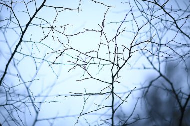 Yapraksız dallar Sonbahar akşamı, soyut mevsimsel hüzün