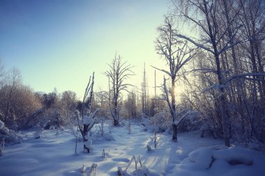 Kış orman manzarası karla kaplı, Aralık noeli doğa beyaz arka plan
