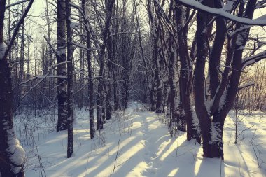 Kış orman manzarası karla kaplı, Aralık noeli doğa beyaz arka plan