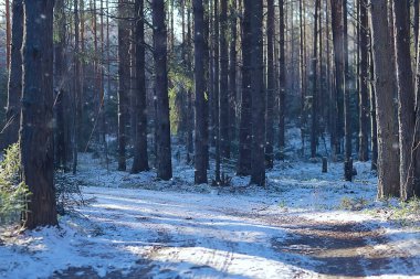 Kış orman manzarası karla kaplı, Aralık noeli doğa beyaz arka plan