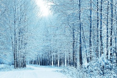 Kış orman manzarası karla kaplı, Aralık noeli doğa beyaz arka plan