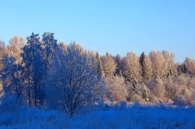 Kış orman manzarası karla kaplı, Aralık noeli doğa beyaz arka plan