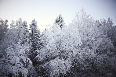 Kış orman manzarası karla kaplı, Aralık noeli doğa beyaz arka plan