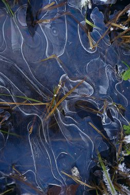 desen buz sonbaharı, soyut buz gibi soğuk arkaplan