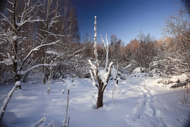 manzara kış ormanı, mevsimlik güzel manzara karlı orman aralık doğa