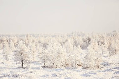 Kış orman manzarası karla kaplı, Aralık noeli doğa beyaz arka plan