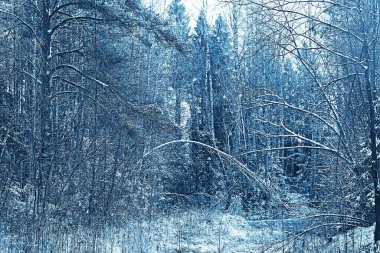 Kış orman manzarası karla kaplı, Aralık noeli doğa beyaz arka plan