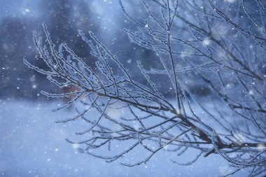 Toprak zemini ile kaplanmış dallar, soyut manzara kar, kış soğuğu.