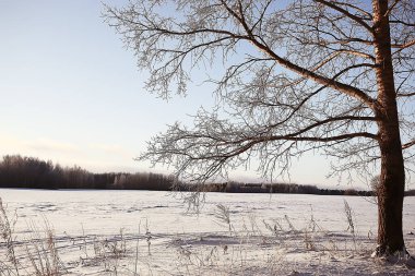 manzara kış ormanı, mevsimlik güzel manzara karlı orman aralık doğa