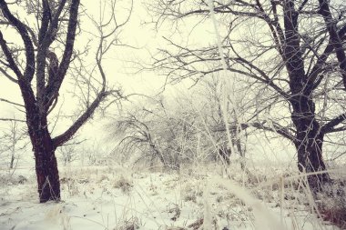 Kış orman manzarası karla kaplı, Aralık noeli doğa beyaz arka plan