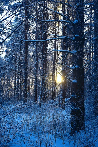 Invierno Bosque Paisaje Cubierto Nieve Diciembre Navidad Naturaleza Fondo Blanco — Foto de Stock