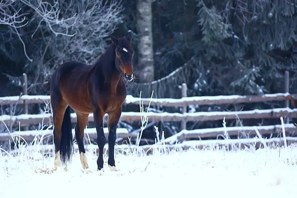 Konie Zimie Pole Hoarfrost Krajobraz Świąteczne Wakacje Ranczu — Zdjęcie stockowe