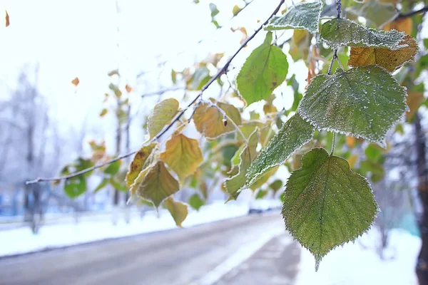 November Park Landscape Christmas Snow Weather City Park Pond — Stock Photo, Image