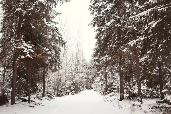 Paisaje Bosque Invierno Estacional Hermosa Vista Bosque Nevado Diciembre Naturaleza —  Fotos de Stock