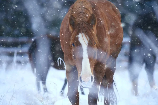 Paarden Winter Veld Heester Vorst Landschap Kerstvakantie Ranch — Stockfoto