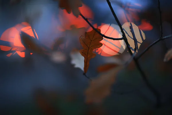 Automne Soir Branches Sombre Fond Abstrait Saisonnier Concept Tristesse Stress — Photo