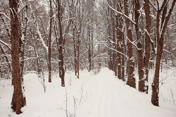 Paisagem Floresta Inverno Sazonal Bela Vista Floresta Nevada Dezembro Natureza — Fotografia de Stock