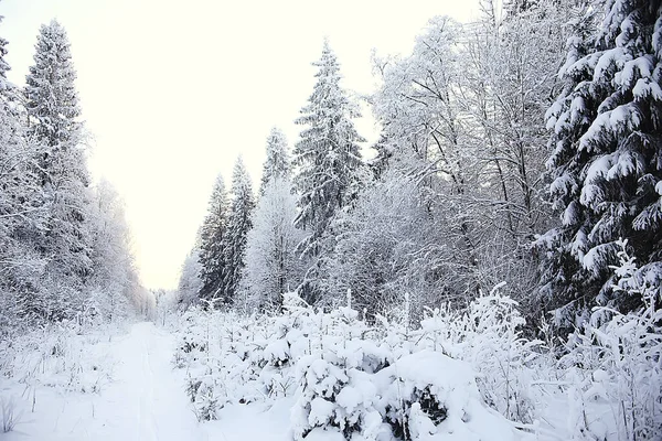 Kış orman manzarası karla kaplı, Aralık noeli doğa beyaz arka plan