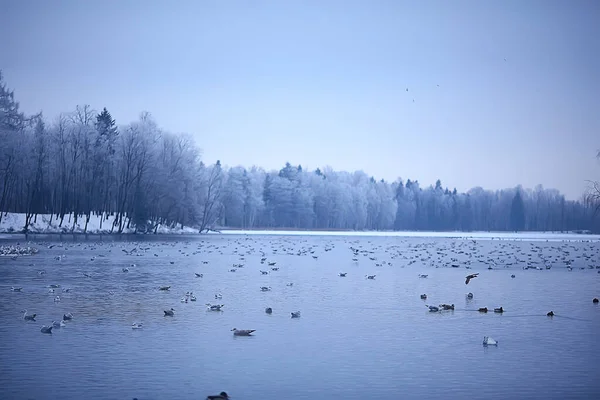 Novembro Parque Paisagem Natal Neve Tempo Parque Cidade Com Uma — Fotografia de Stock