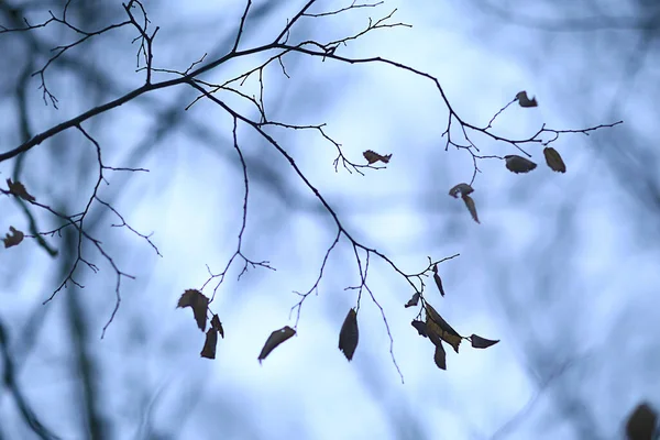 Zweige Ohne Blätter Abendherbst Abstrakte Saisonale Hintergrund Traurigkeit — Stockfoto