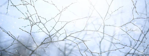 Sněhové Vločky Větve Zima Abstraktní Pozadí Dovolená Nový Rok Chladné — Stock fotografie