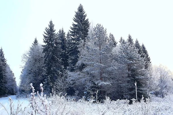 Landscape Winter Forest Seasonal Beautiful View Snowy Forest December Nature — Stock Photo, Image
